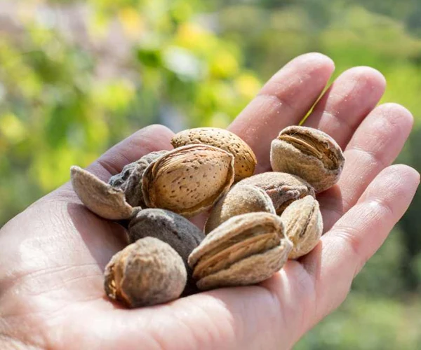 برداشت بادام درختی