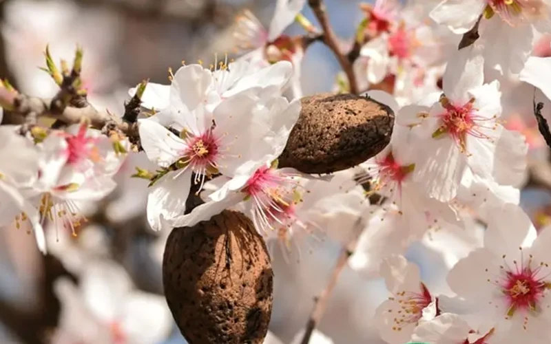 عکس درخت بادام