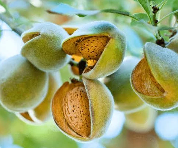 عکس درخت بادام