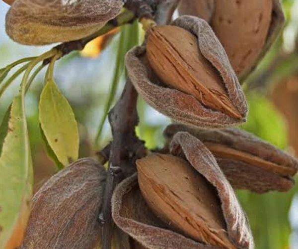 عکس درخت بادام
