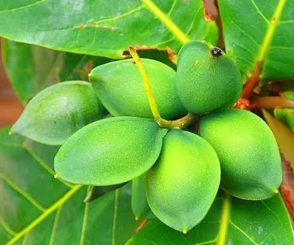 چاقاله بادام بر درخت